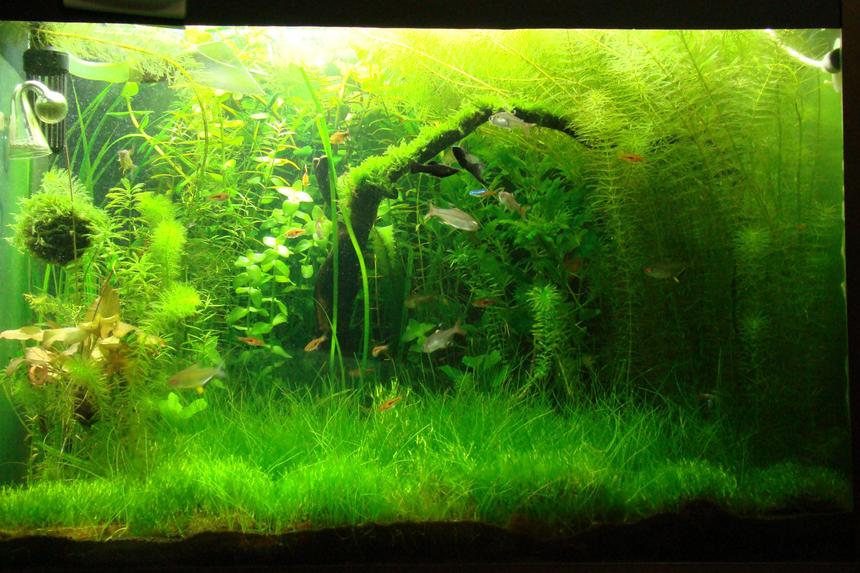 Rated #17: 21 Gallons Planted Tank - Same tank..
changed the layout.
trimming done several times.