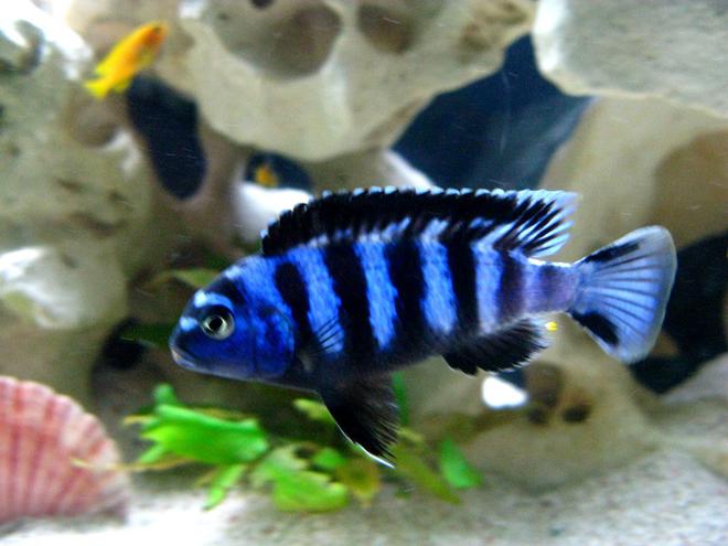 freshwater fish - pseudotropheus saulosi - saulos's mbuna stocking in 40 gallons tank - Pseudotropheus saulosi