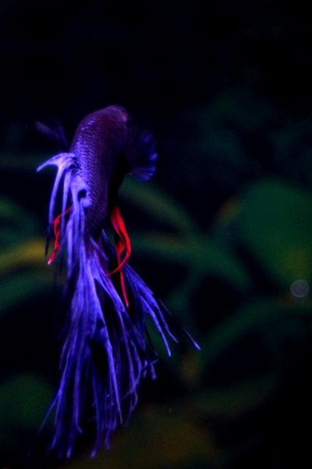 freshwater fish - betta splendens - crown tail betta stocking in 26 gallons tank - Crown-tail male betta