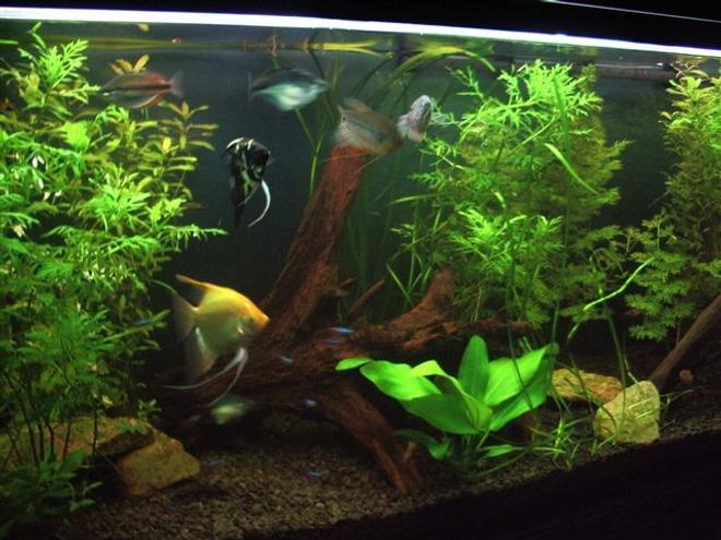 130 gallons planted tank (mostly live plants and fish) - Our 6ft Planted tank.