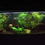 fish tank picture - Front view of 6ft Planted Tank.