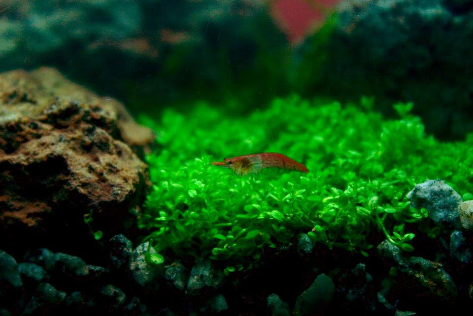 corals inverts - neocaridina denticulata sinensis - red cherry shrimp stocking in 26 gallons tank - Cherry shrimp in my 1 gallon nano before I added the galaxy rasbora.