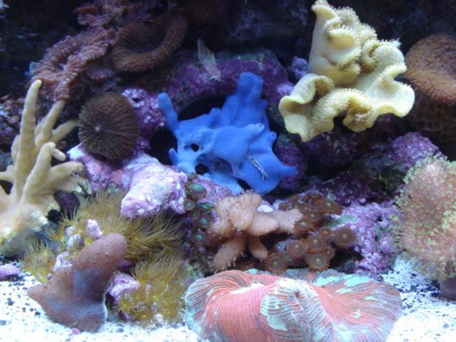 corals inverts - rhodactis inchoata - bullseye mushroom stocking in 34 gallons tank - More Corals