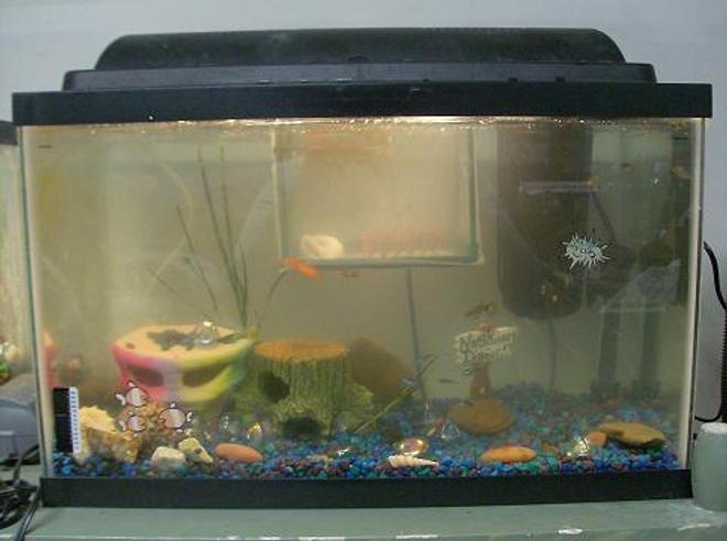 20 gallons freshwater fish tank (mostly fish and non-living decorations) - One of my fish tanks... and dont worry.. the water isnt really brown, just the camera..