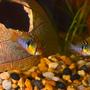 freshwater fish - papiliochromis ramirezi - german blue ram stocking in 26 gallons tank - My pair of German blue rams.