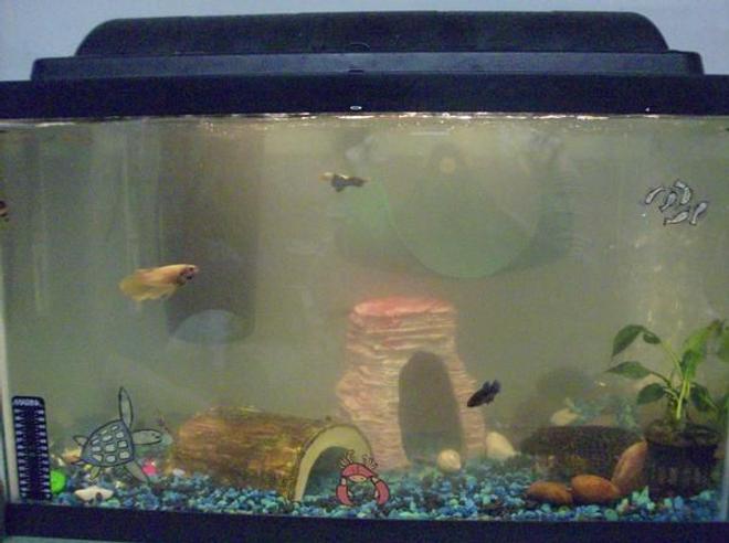 20 gallons freshwater fish tank (mostly fish and non-living decorations) - This is my second fish tank.. again the water is clearer in person... :