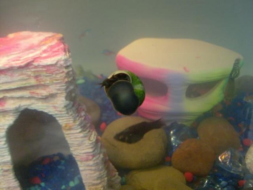 Rated #90: Corals Inverts Stocking In 20 Gallons Tank - Our snail.. we just bought him last night [November 7, 2008]