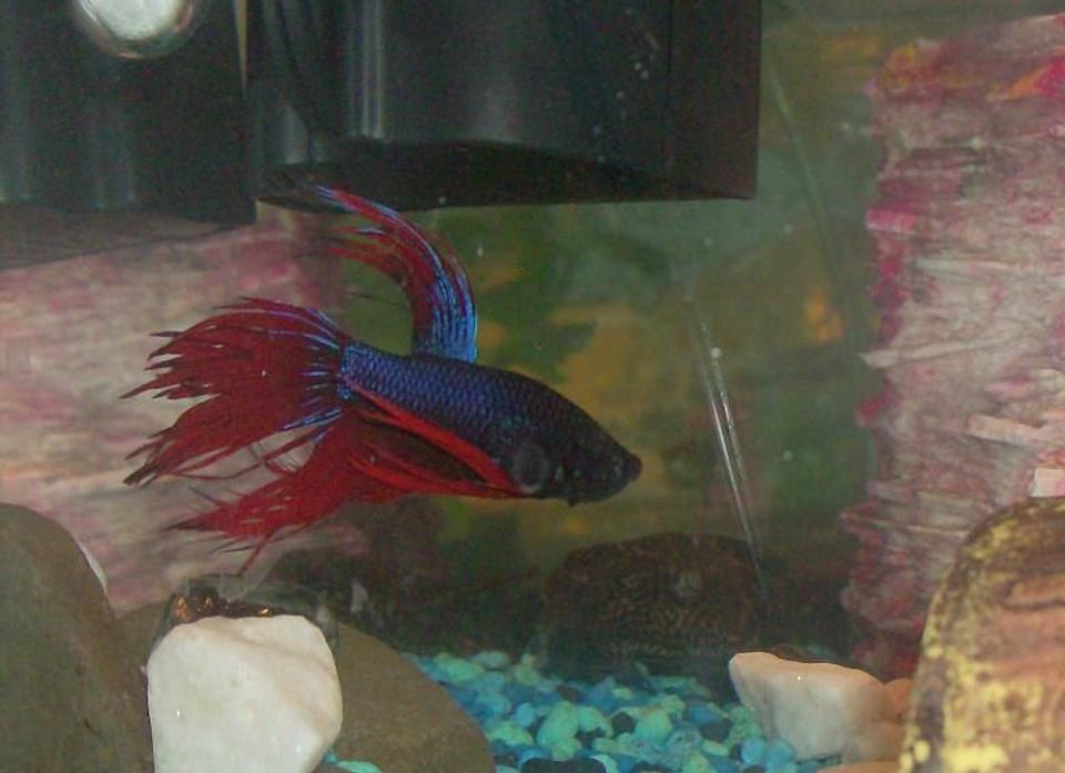 freshwater fish - betta splendens - crown tail betta stocking in 20 gallons tank - Mr. Betta Fish. He is a crowntail betta so his fins look like ribbons! I love his coloring and unlike most bettas he is in our tank with several other fish and hes never agressive towards them..