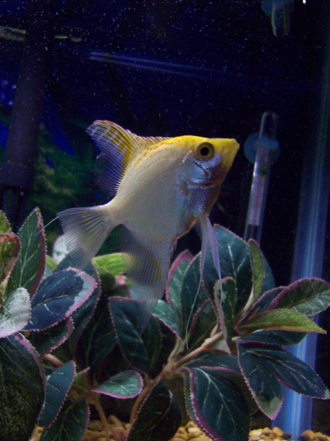 freshwater fish - pterophyllum sp. - white blushing angel stocking in 55 gallons tank - one of my angelfish