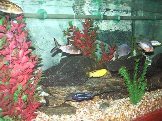 65 gallons freshwater fish tank (mostly fish and non-living decorations) - Side view of Cichlid tank.