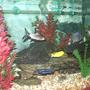65 gallons freshwater fish tank (mostly fish and non-living decorations) - Side view of Cichlid tank.