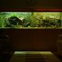 400 gallons freshwater fish tank (mostly fish and non-living decorations) - 400+ gallon mixed bag tank