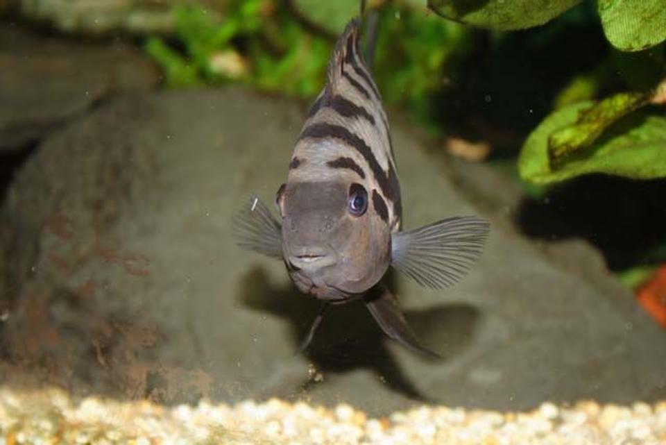 freshwater fish - archocentrus nigrofasciatus - black convict cichlid stocking in 400 gallons tank - Convict Cichlid 
Name: "Humbug"
Appears cute, isn't.