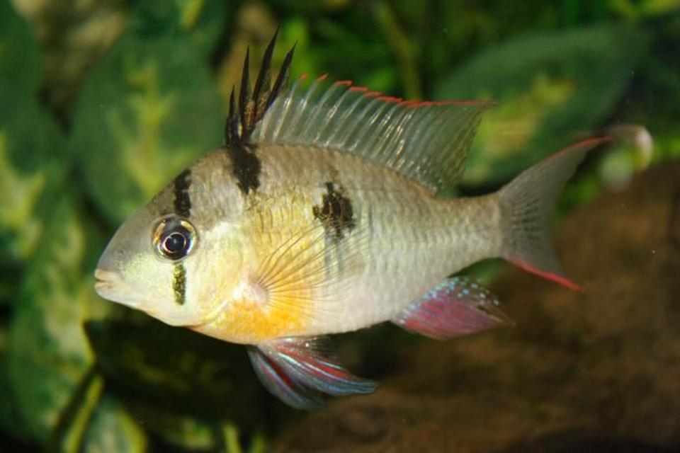 freshwater fish - microgeophagus altispinosa - bolivian ram stocking in 400 gallons tank - Bolivian (Red) Ram
Name: "Roger"

Peaceful (now) fish, lives with the guppies these days, as his rowdy days are over (he's 5 years old now).

Great to keep a couple if you've got the space. They're constant efforts at postulating are better than any political election.