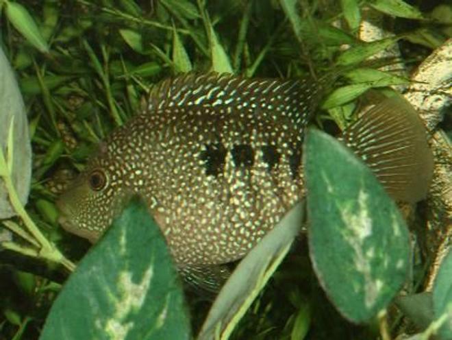 freshwater fish - herichthys cynoguttatus - texas cichlid stocking in 400 gallons tank - Texas Cichlid