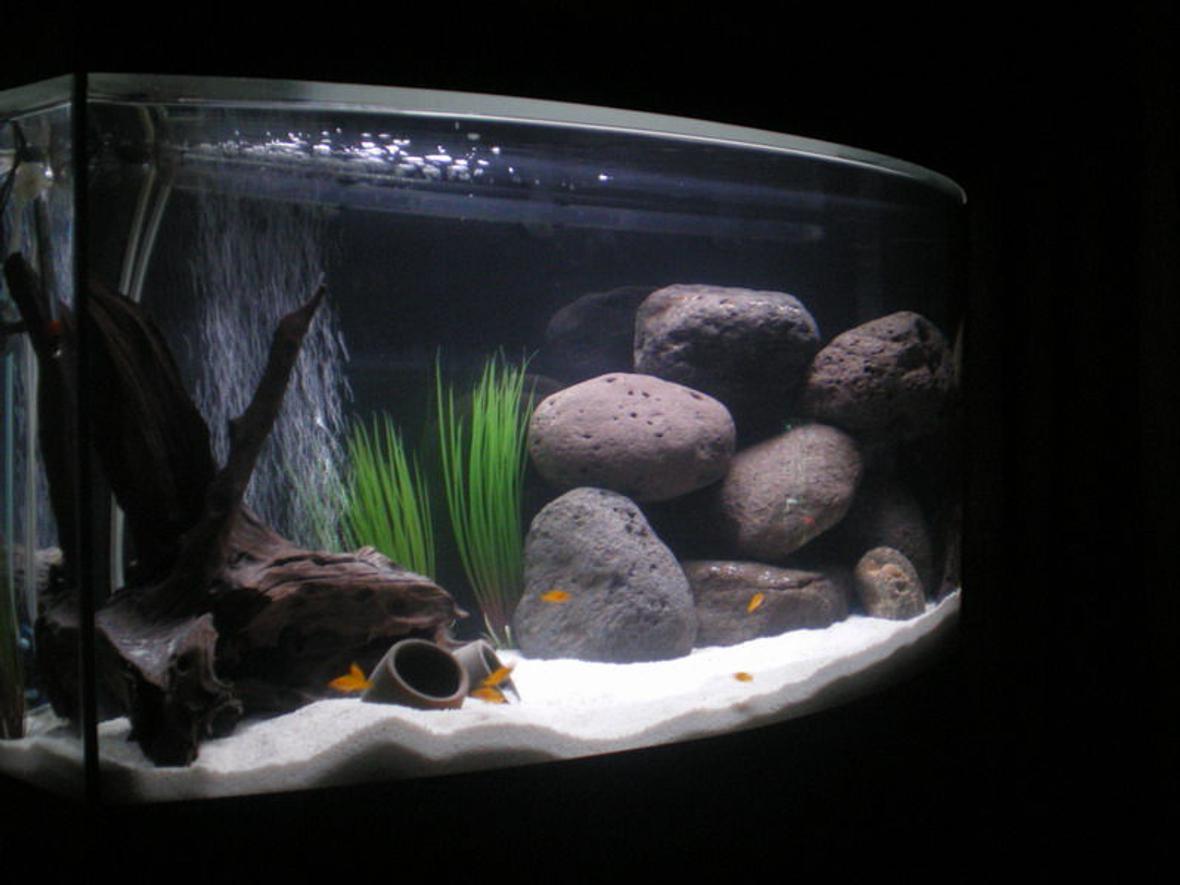 32 gallons freshwater fish tank (mostly fish and non-living decorations) - My first tank ever!