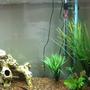 fish tank picture - Right Side Zoom