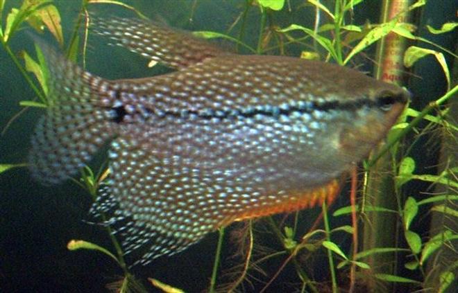 freshwater fish - trichogaster leeri - pearl gourami stocking in 130 gallons tank - Pearl Gourami