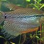 freshwater fish - trichogaster leeri - pearl gourami stocking in 130 gallons tank - Pearl Gourami