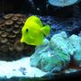 saltwater fish - zebrasoma flavescens - yellow tang - hawaii stocking in 46 gallons tank - Yellow Tang