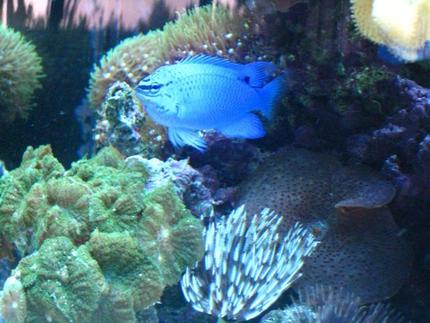 saltwater fish - chrysiptera cyanea - blue damselfish stocking in 46 gallons tank - Electric Blue Damsel