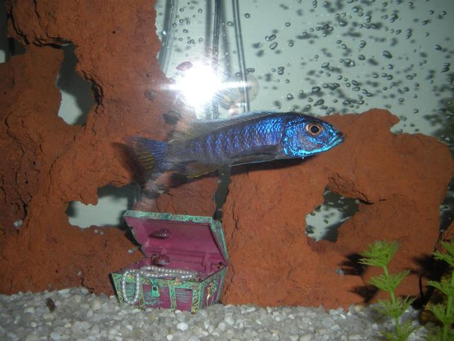 freshwater fish - sciaenochromis ahli - electric blue cichlid stocking in 20 gallons tank - Electric blue ahli cichlid