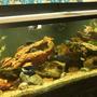 250 gallons freshwater fish tank (mostly fish and non-living decorations) - 250 gal