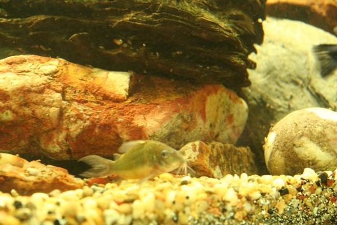freshwater fish - brochis splendens - emerald green cory cat stocking in 250 gallons tank - cory cat