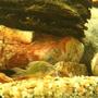 freshwater fish - brochis splendens - emerald green cory cat stocking in 250 gallons tank - cory cat