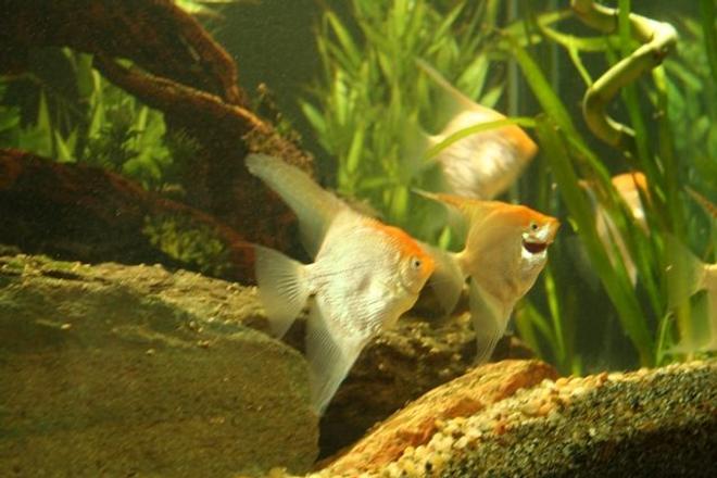 freshwater fish - pterophyllum sp. - white blushing angel stocking in 250 gallons tank - angel fish