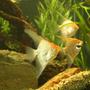 freshwater fish - pterophyllum sp. - white blushing angel stocking in 250 gallons tank - angel fish