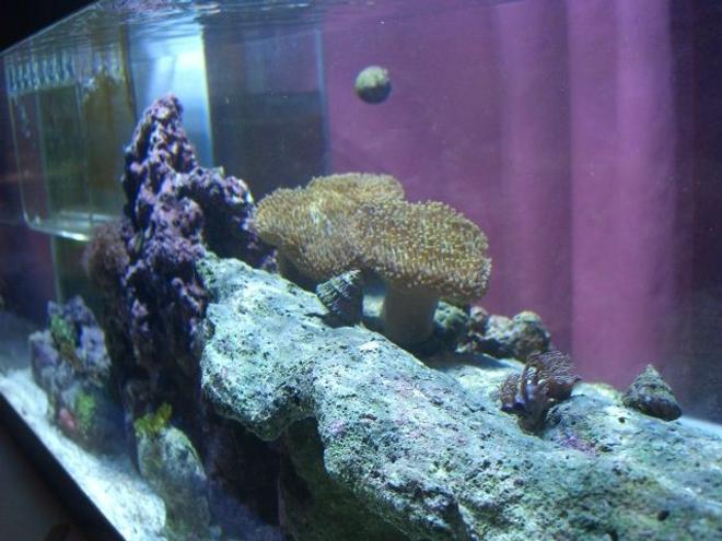 corals inverts - sarcophyton sp. - toadstool mushroom leather coral stocking in 20 gallons tank - tank