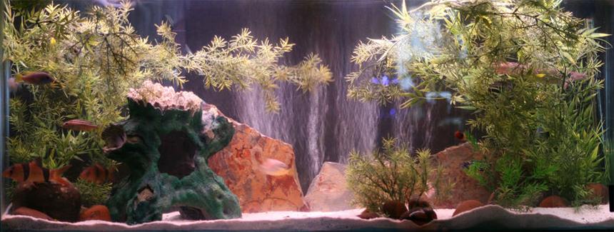 Rated #867: 55 Gallons Freshwater Fish Tank - 8 Cichlids, 2 Clown Loaches, 1 sengal bichir, 6 apple snails, 2 chinese algae eaters, 3 silver dollars, 1 Otocinclus .
Sand bottom, with slate, river rock, tree, and fake plant decorations