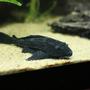 freshwater fish - glyptoperichthys gibbiceps - sailfin pleco (l-83) stocking in 350 gallons tank - Pleco