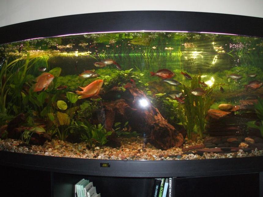 Rated #147: 100 Gallons Planted Tank - my 5ft  bow fronted jewel tropical tank.