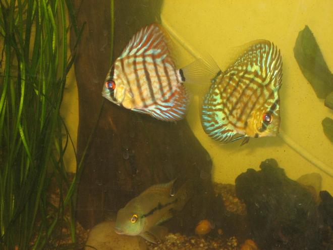 freshwater fish - symphysodon aequifasciata - green discus stocking in 400 gallons tank - Discus (Symphysodon spp.)
Nicaragua (male) Cichlid in view at bottom