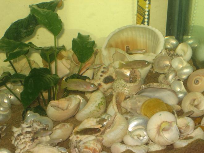 freshwater fish - neolamprologus multifasciatus stocking in 400 gallons tank - Neolamprologus Multifasciatus (Shell Squatter)
Breeding Colony