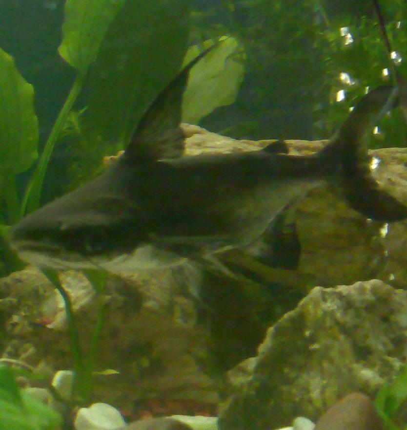 Rated #496: Freshwater Fish - Pangasius Suchi - Hi-fin Pangasius Stocking In 100 Gallons Tank - jonty (hi fin pangasius)