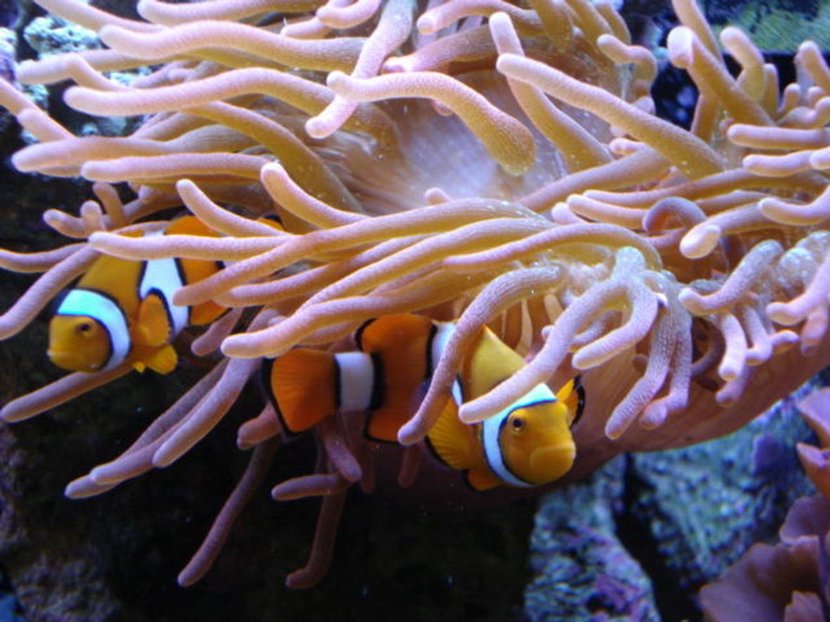 corals inverts - heteractis crispa - sebae anemone stocking in 34 gallons tank - Clowns