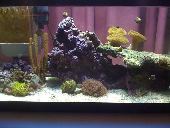 20 gallons reef tank (mostly live coral and fish) - tank