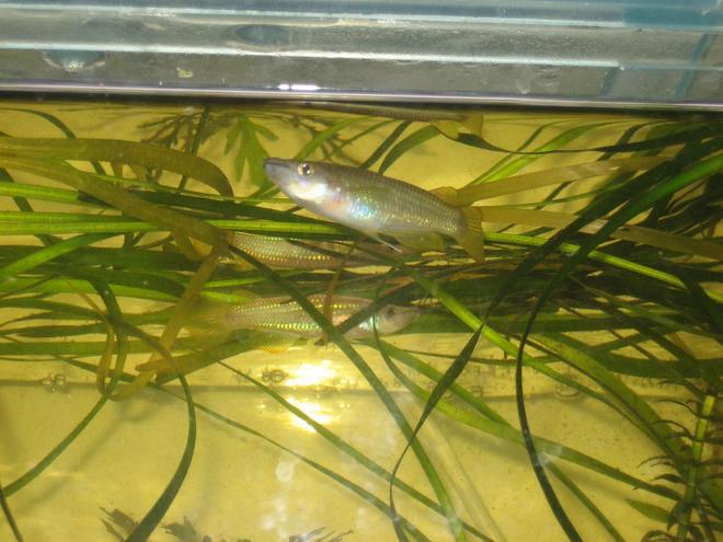 freshwater fish - pachypanchax playfairi - golden dream panchax killifish stocking in 400 gallons tank - Killie Fish