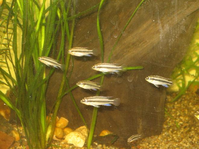 freshwater fish - pelvicachromis pulcher - kribensis cichlid stocking in 400 gallons tank - Kribensis Cichlid (Juvenille)