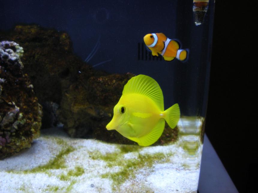 Rated #34: Saltwater Fish - Zebrasoma Flavescens - Yellow Tang - Hawaii Stocking In 20 Gallons Tank - Ocellaris Clownfish and Yellow Tang both very new to me
