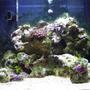 corals inverts stocking in 14 gallons tank - 14 gallon Bio cube, did a bit of re-arranging and got some snails and an emerald crab. They are doing a fantastic job cleaning up the algae.