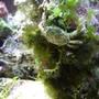 corals inverts - mithrax sculptus - emerald crab stocking in 14 gallons tank - Emerald Crab