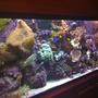 150 gallons reef tank (mostly live coral and fish) - Updated picture of my reef tank