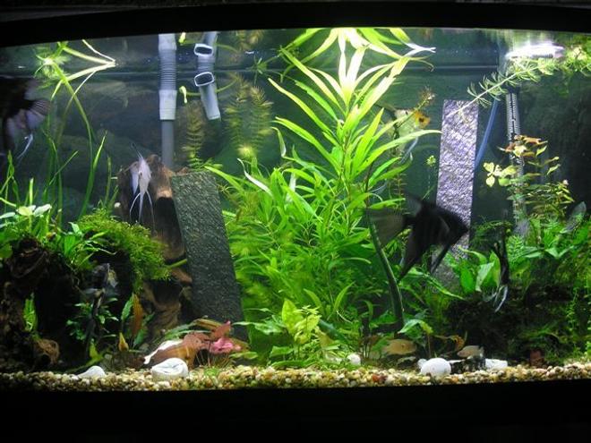 46 gallons planted tank (mostly live plants and fish) - My planted tank for my angelfish to meet a mate.