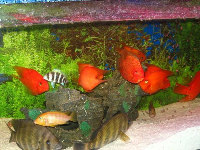 freshwater fish - heros severus x amphilophus citrinellum - blood parrot stocking in 6 gallons tank - my fish says we are friends