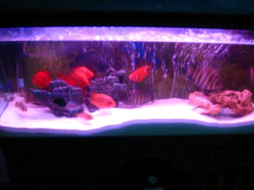 Rated #3566: 6 Gallons Freshwater Fish Tank - my fish tank
