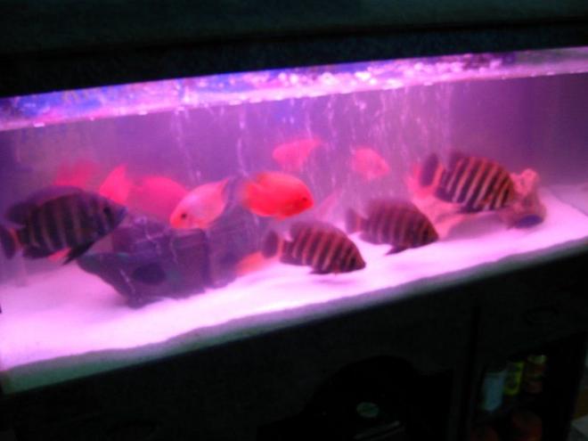 6 gallons freshwater fish tank (mostly fish and non-living decorations) - my fish tank